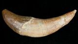 Basilosaur (Primitive Whale) Tooth #11429-2